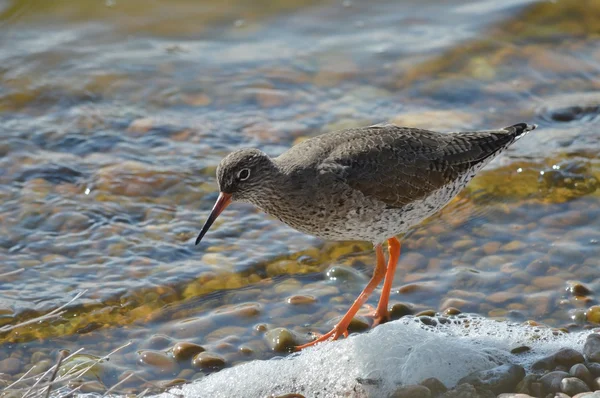 Redshank feeding on the shoreline — Stock Photo, Image