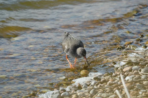Redshank feeding on the shoreline — Stock Photo, Image