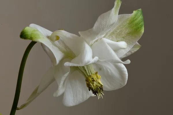 Aquilegia çiçek gri bir arka plan — Stok fotoğraf