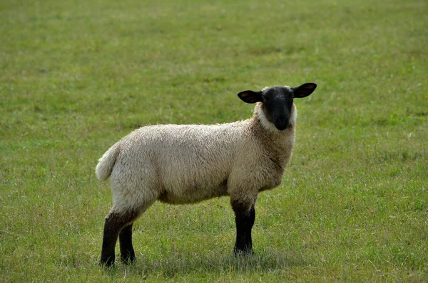 Lamb in a Field — Stock Photo, Image