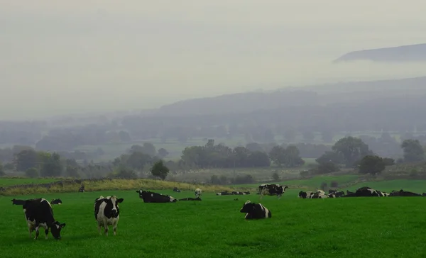 Коровы в Великобритании Уэнсли­дайль поле — стоковое фото