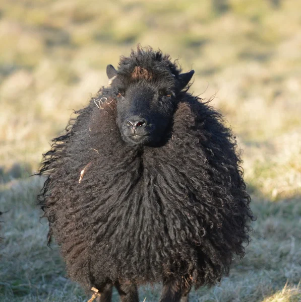 Hebridean Ewe en un campo — Foto de Stock