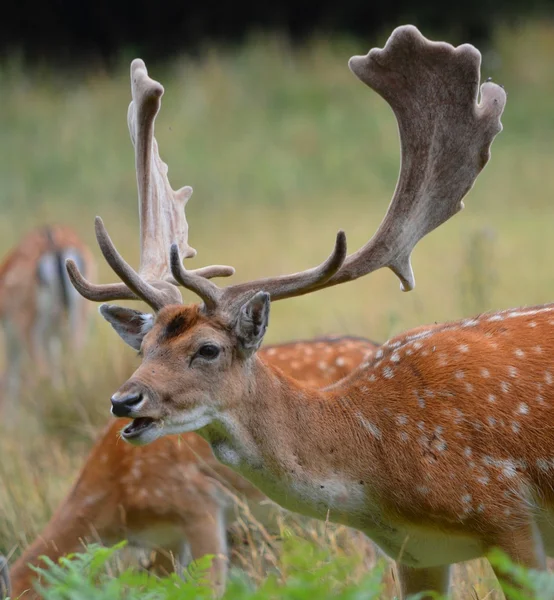 Damhirsch lizenzfreie Stockbilder