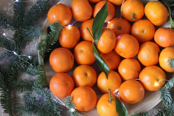 Many small tangerines on the plate are decorated with a garland and coniferous green branches — Stock Photo, Image