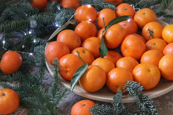 Close-up of many small tangerines on a plate decorated with coniferous green branches — Stock Photo, Image