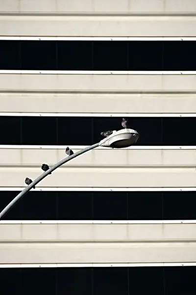 Několik holubů na lucernu — Stock fotografie