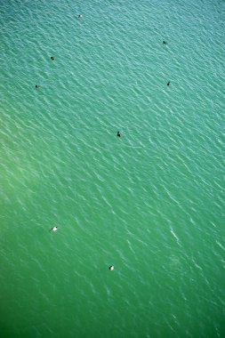 Kuş bakışı görünüme waterfowls üzerinde