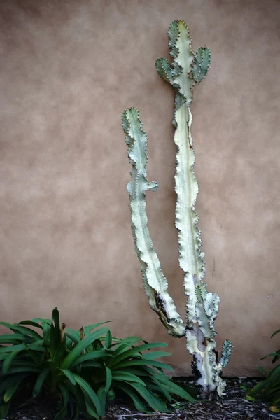 Cactus contre mur flou — Photo
