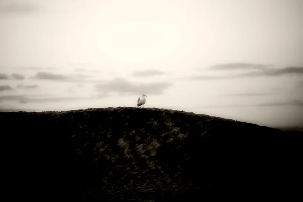 海鸥栖息在沙丘上 — 图库照片