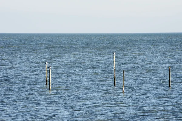 Fällor i havet — Stockfoto