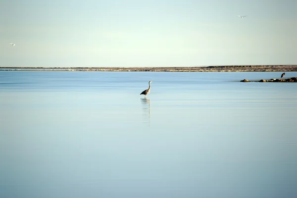 Balıkçıllar, Salton Denizi — Stok fotoğraf