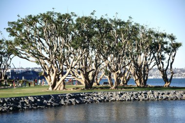 Süs ağaçları Navy Pier San Diego