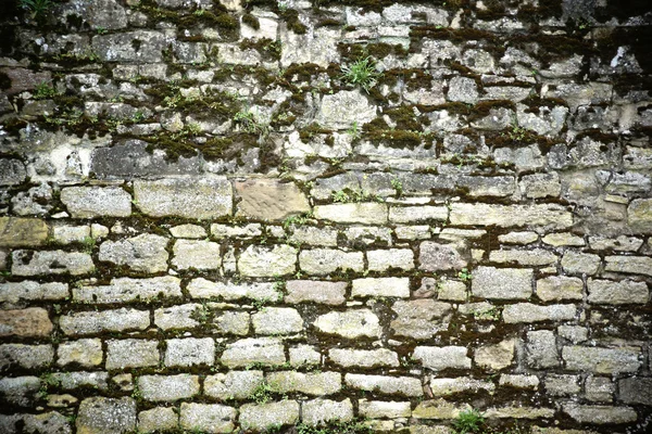 Moss Overgrown wall — Stock Photo, Image