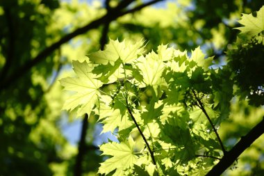 Işık akçaağaç yaprakları su bastı.