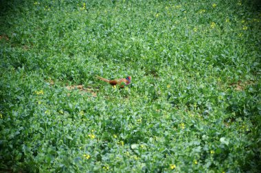 Sülün tecavüz alanındaki
