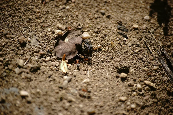 Mrówki, ukrywa się pod liść — Zdjęcie stockowe