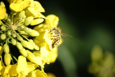 Arı pollinating tecavüz çiçek