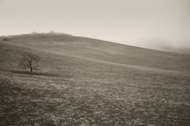 Çayır tepelerde sis