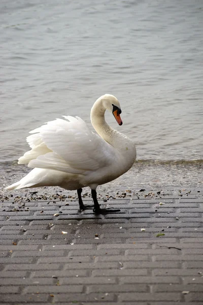 White Swan Portrait — Stock Photo, Image