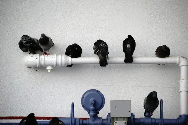 Pombos na conexão de água — Fotografia de Stock