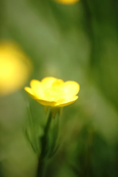 Молодой цветок Мэриголд — стоковое фото