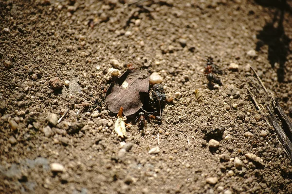 Mieren verstopt onder een blad — Stockfoto