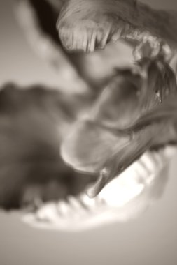 Lale çiçek soldurma