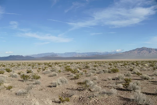 Desert landscape with tussocks — Stock Photo, Image