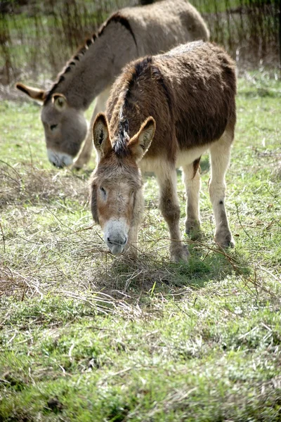 Donkey on a lawn — Stock Photo, Image