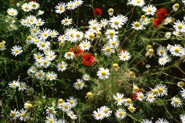 Renkli çiçek çayır