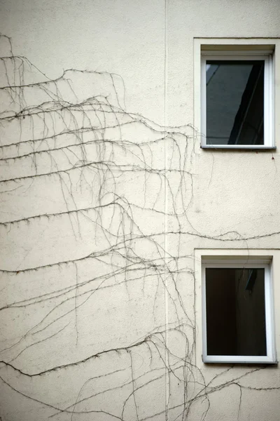 Bare branches of a climbing vine — Stock Photo, Image