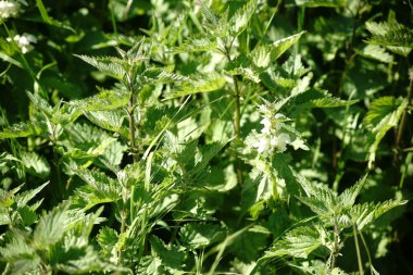 Yeşil taze ısırgan