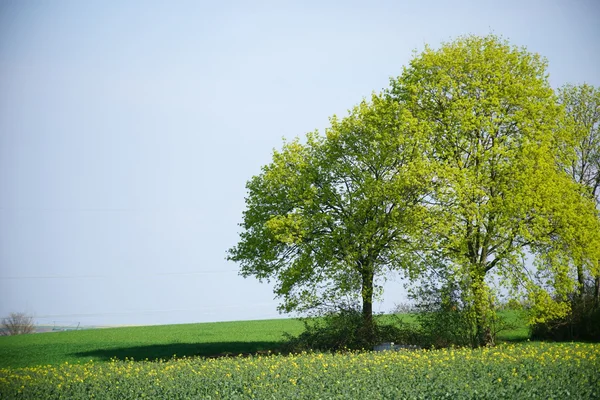 Frische Laubbäume auf Rapsfeld — Stockfoto