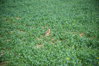 Tecavüz alanındaki yabani tavşan