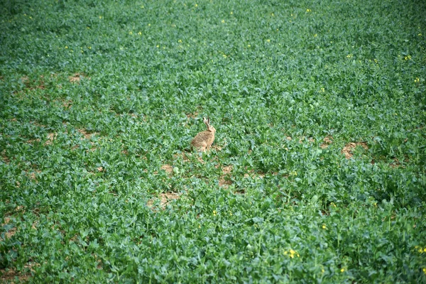 Tecavüz alanındaki yabani tavşan