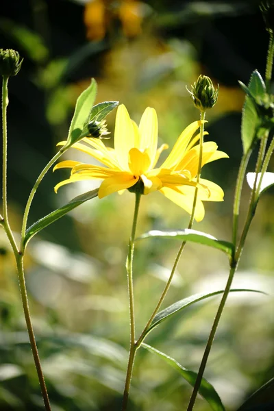 Sunflower in sunlight — Stock Photo, Image
