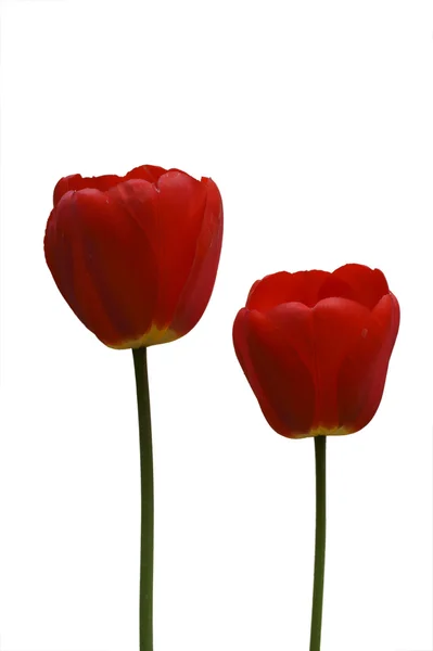 Tulipanes rojos aislados — Foto de Stock