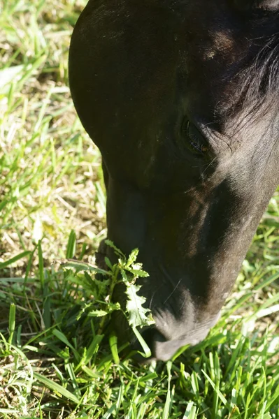 Grazing horse — Stock Photo, Image