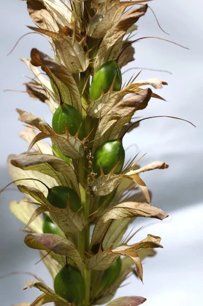 Acanthus ear — Stock Photo, Image