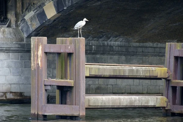 Grey Heron under the bridge — Stok fotoğraf