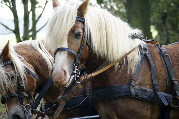 Προπονητής με Haflinger άλογα — Φωτογραφία Αρχείου