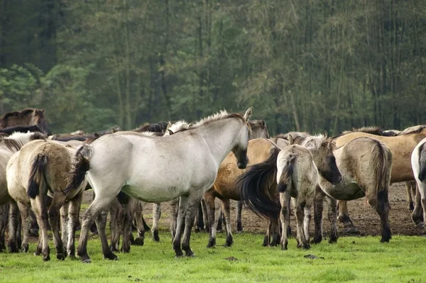 Duelmener horses — Stock Photo, Image