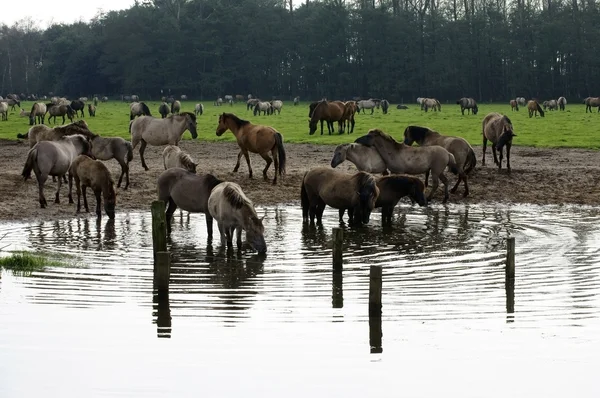 Cavalos selvagens na água — Fotografia de Stock