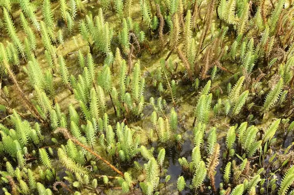 Mare's tail in the mud — Stock Photo, Image