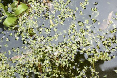 Duckweed