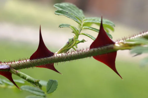 Rosa omeiensis — Stockfoto