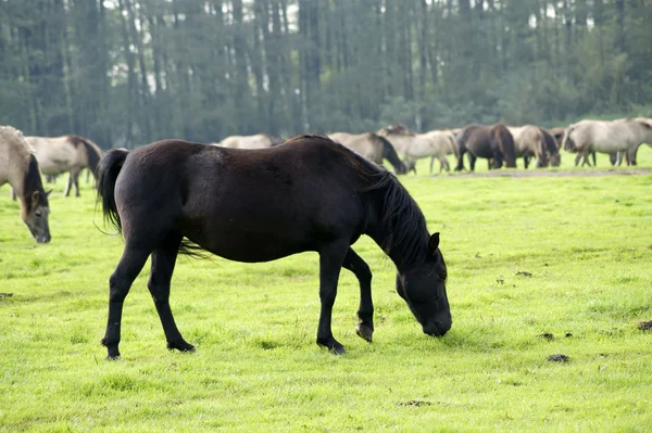 Black stallion — Stock Photo, Image