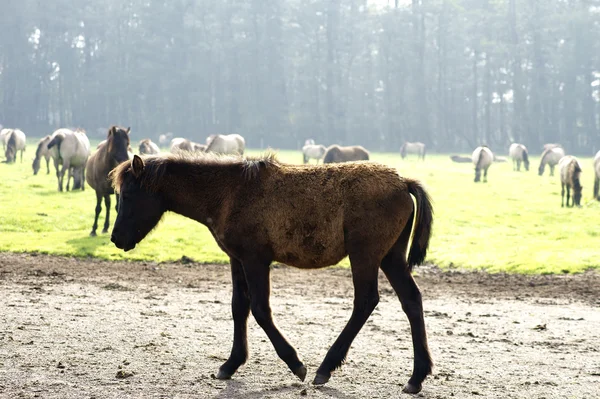 Foal — Stock Photo, Image