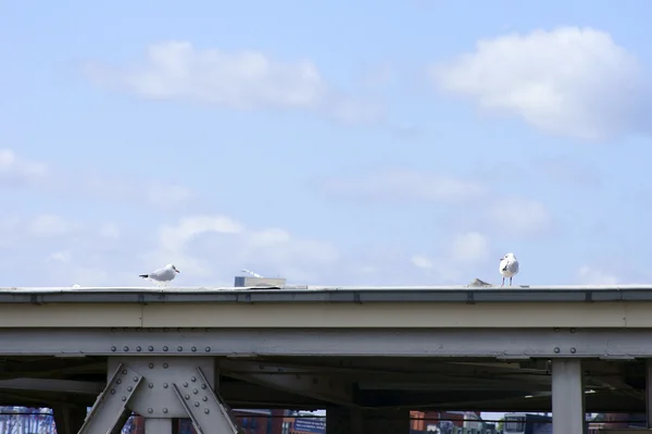 Gaviotas sentadas sobre remaches de acero — Foto de Stock