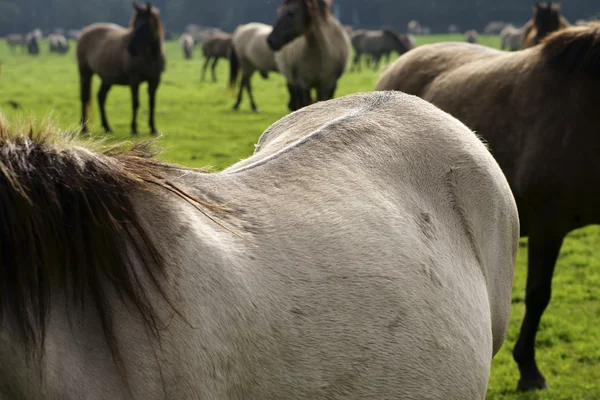 Horseback — Stock Photo, Image
